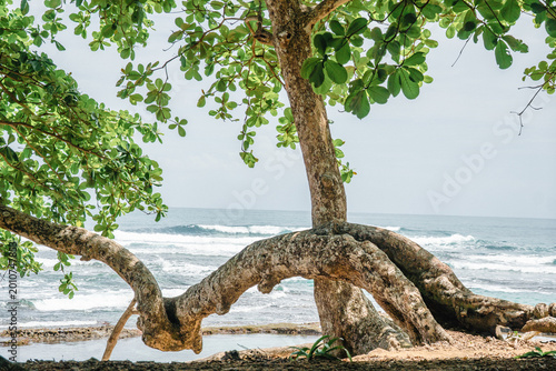 Tree on a Beach in Costa Rica