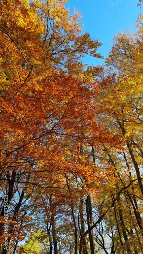 Serene Autumn Scene in Europe with Golden Leaves and Poetic Atmosphere