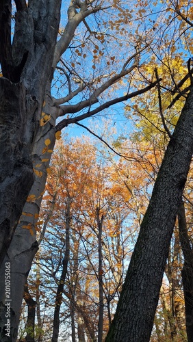 Poetic Autumn Trees Reaching Toward a Clear Blue Sky