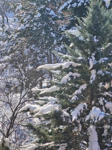 snow covered trees