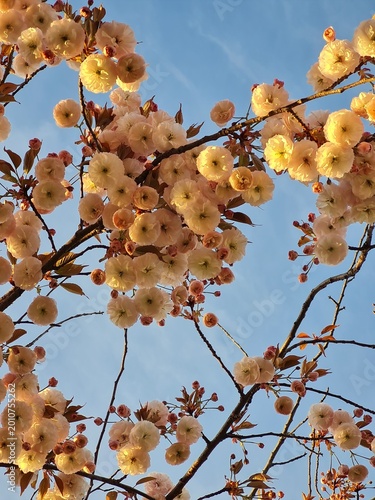 Close-Up of Cherry Blossoms Against a Clear Blue Sky