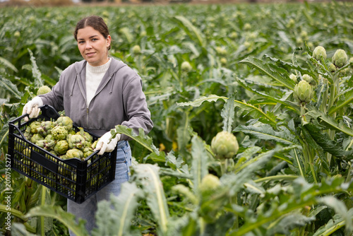 Cuadro en lienzo Portrait of positive farmer girl holding a box of ripe artichokes