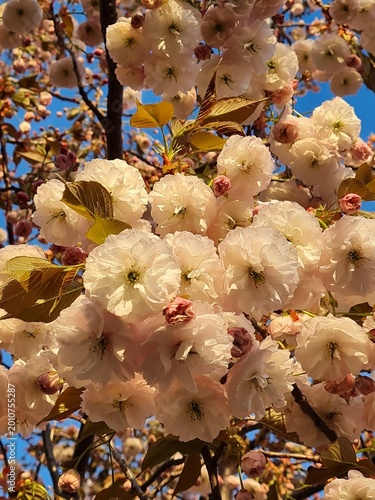flowers in the garden