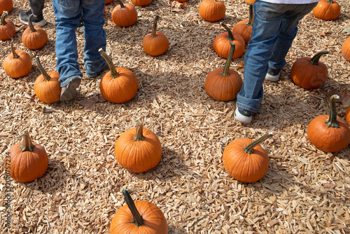 Kids walk through pumpkin patch on sawdust