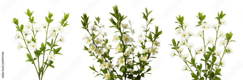 Fototapeta premium Set of Fresh White Flowering Shrub Branches Isolated on White Background, PNG