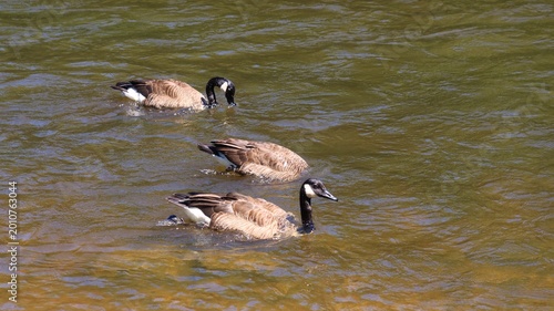 Nature Scene of Three Canada Geese in a Clear River with Green and Brown Reflections