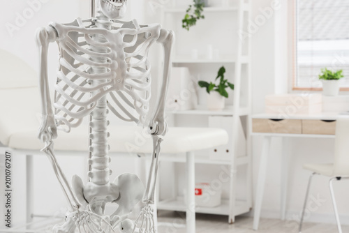 Human skeleton model in lig...