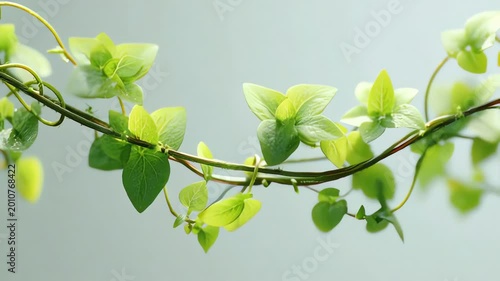 Fresh Green Ivy Leaves Branch Swaying Gently on Clean Bright Background