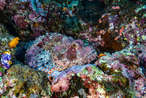 Foto Papuan Scorpionfish Scorpaenopsis papuensis camouflaged