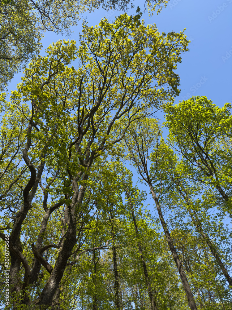 Obraz premium Fresh green forest canopy with tall trees under blue sky