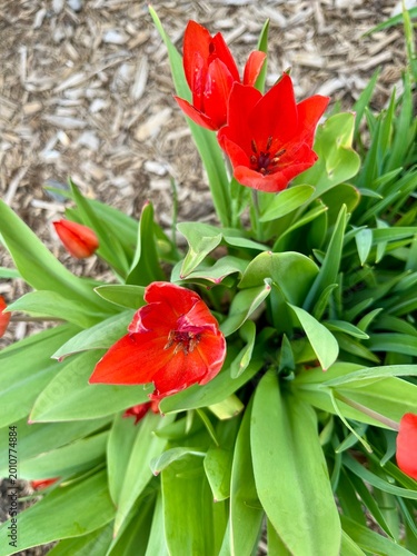 Tulip