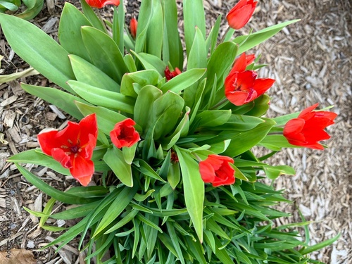 Tulip