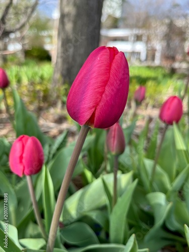 Tulip