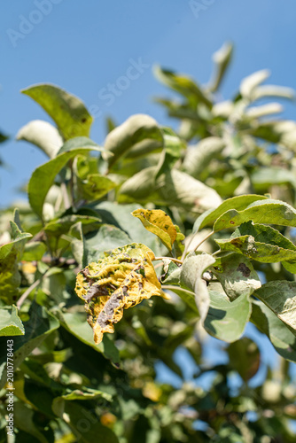 Canvas Print Apple tree branch with leaves affected by disease pests, displaying yellowing, spots, curling, various signs of poor health