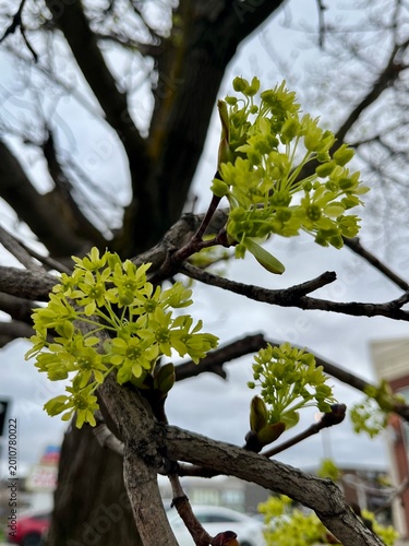 Blooming Maple in the early spring