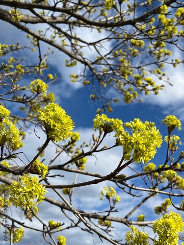 Blooming Maple in the early spring
