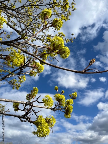 Blooming Maple in the early spring