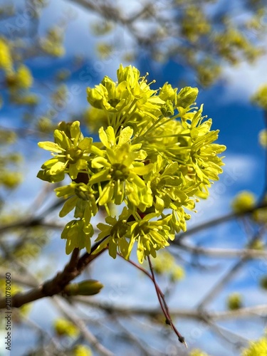 Blooming Maple in the early spring