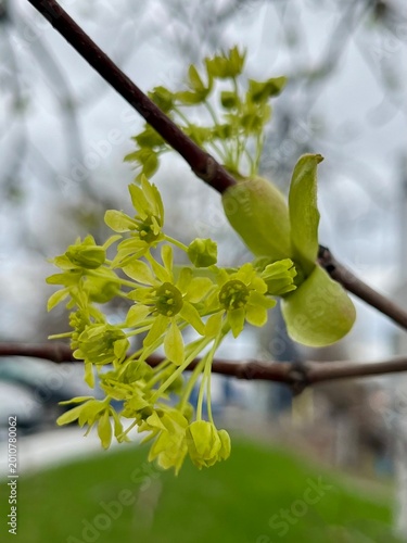 Blooming Maple in the early spring