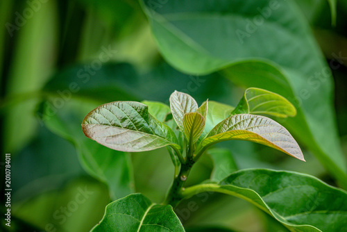 Fresh young leaves of an avocado plant with soft green and yellow tones. Captured in detail, perfect for botanical, gardening, and nature-themed visuals.