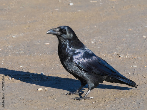 A Common Raven in Alaska