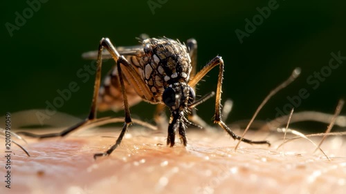 A mosquito is biting human skin to feed outdoors.