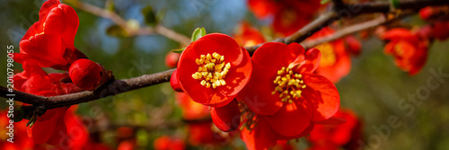 Bright red flowers bloom on a branch in spring under a clear blue sky in a garden setting