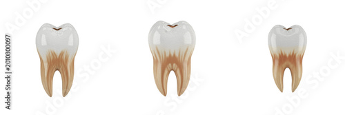 Photos Realistic Human Molar Tooth with Roots Isolated on White Background, PNG