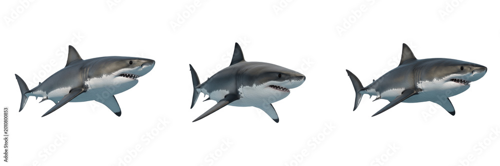 Fototapeta premium Powerful Great White Shark Swimming Isolated on White Background, PNG