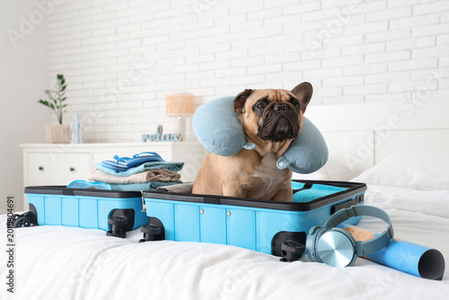 Cute French bulldog with tr...