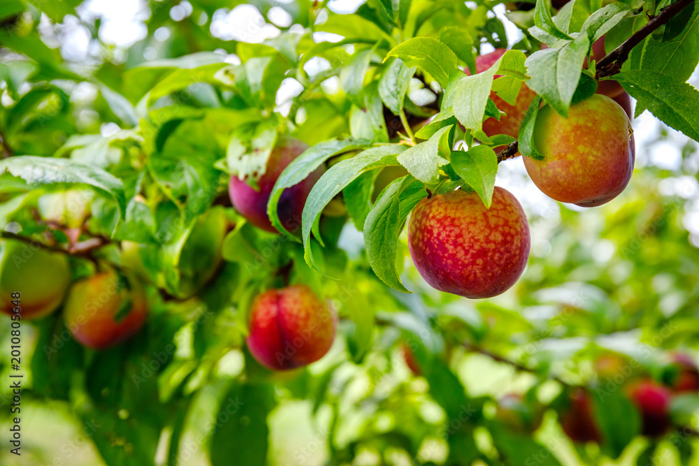 Obraz premium Fruit grows on apple tree branches in orchard during sunny day in late summer
