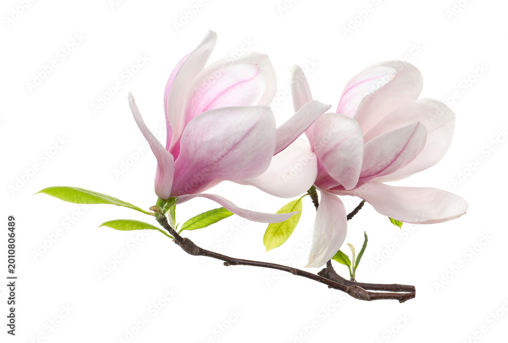 Obraz premium Beautiful blossoms of magnolia tree isolated on white