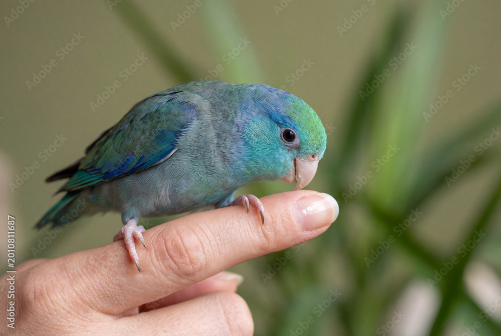 Obraz premium Small blue and green parrotlet perched gently on human finger