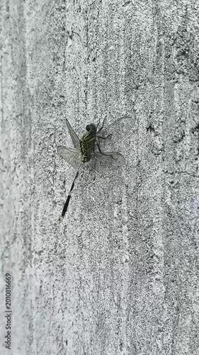 Dragonfly perched on concrete wall, macro video, texture background