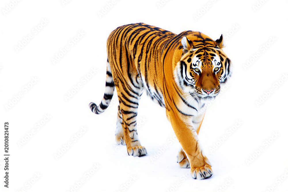 Obraz premium Majestic Siberian Tiger Walking Forward on Pristine White Snow with Intense Gaze