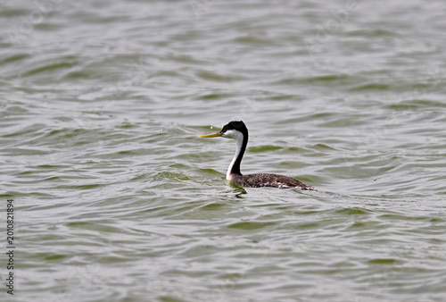  A Western grebe (Aechmophorus occidentalis) swimming in the water