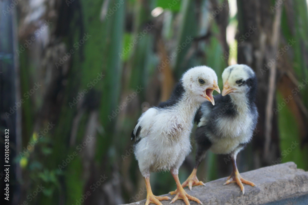 Obraz premium Black and white baby chicks perching on a fallen tree branch in the backyard