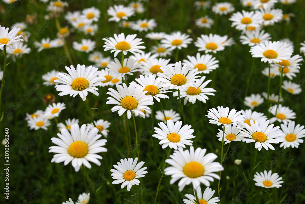 Fototapeta premium Oxeye daisies with white petals and yellow centers.