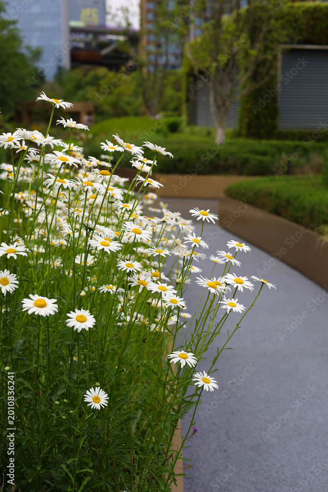 Fototapeta premium Oxeye daisies with white petals and yellow centers.