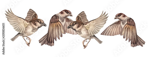 Obraz na płótnie Watercolor set with sparrow family sitting on branch tree isolated on white background