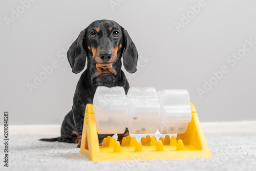 Dachshund dog sitting beside yellow plastic puzzle slow feeder toy tray on light gray surface, interactive pet enrichment product concept.