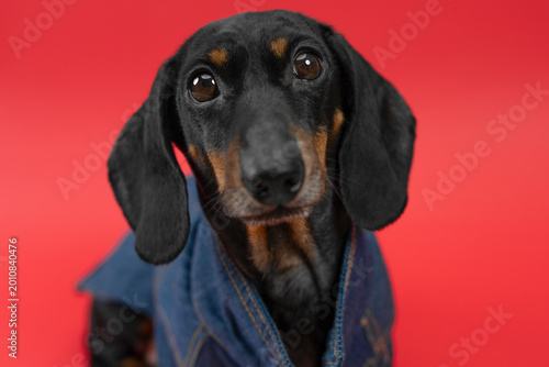 Bild auf Leinwand Dachshund dog wearing denim jacket with wide eyes in close-up portrait on vivid bold red background, expressive fashion pet concept