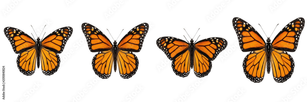 Fototapeta premium Set of Monarch Butterfly Insects with Open Wings Isolated on White Background, PNG