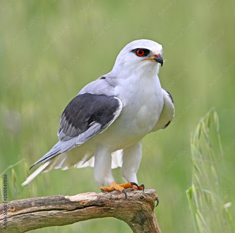 Fototapeta premium a blue kite posing in a perch on spain