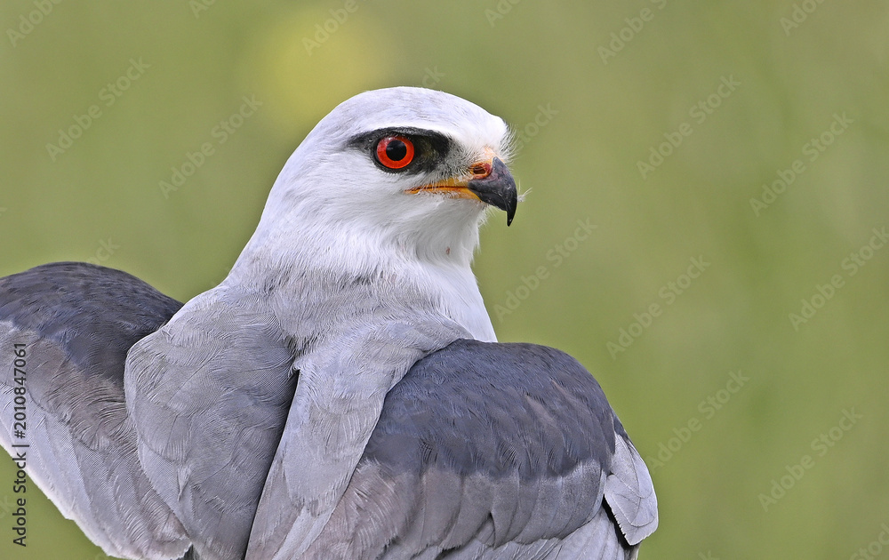 Fototapeta premium a blue kite posing in a perch on spain