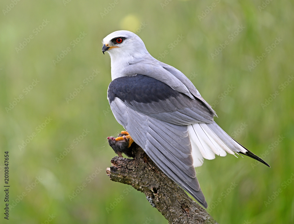 Fototapeta premium a blue kite posing in a perch on spain