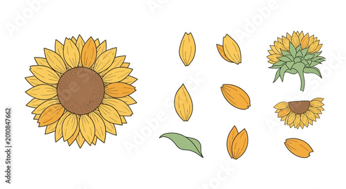 Foto Sunflower petals and seeds illustration.