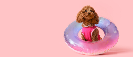 Cute Toy Poodle dog with inflatable ring on pink background