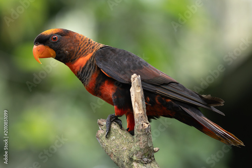 Konstfotografi Dusky Lory
