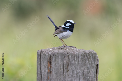 Картината върху платно Superb Fairy-wren